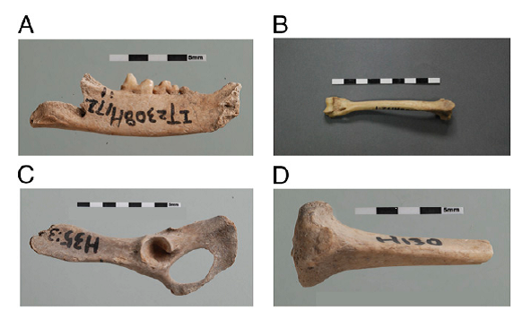 图1：泉护村遗址出土猫骨的部分骨骼.png